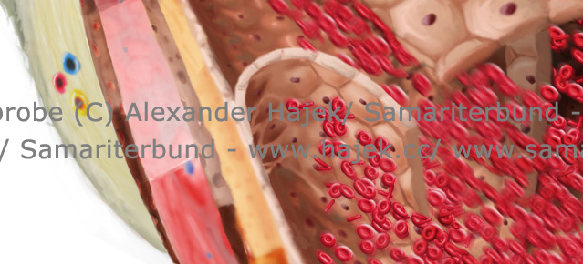 gallery of alexander hajek anatomy of the blood vessels detailed view2