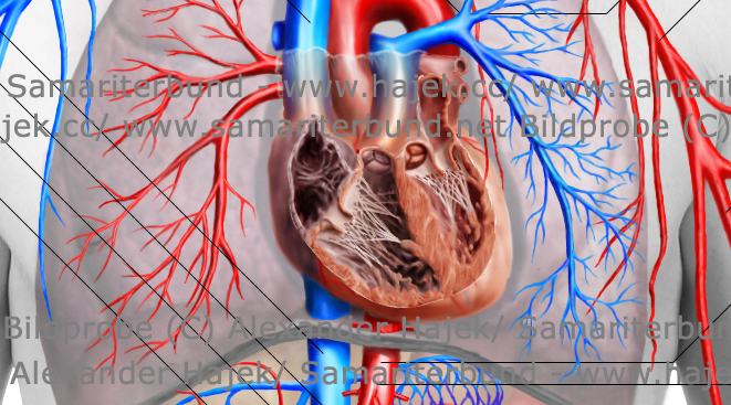 gallery of alexander hajek cardiovascular system detailed view 1